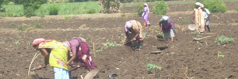 Tree plantation in trichy